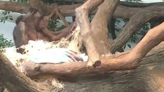 Bedtime for Bonobos - Cincinnati Zoo #shorts
