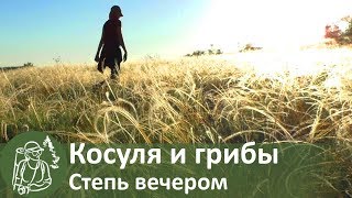 ⛺ Небольшой вечерний поход: косуля, грибы, щенок