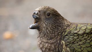 Disabled parrot invents new tool to survive