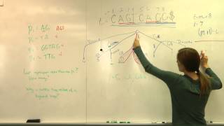 Using the Suffix Tree - Conceptually