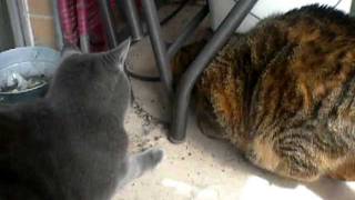 Cliff & Louie find the mouse nest