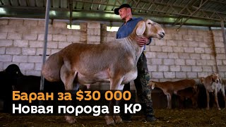 Больше гиссара, дороже двух миллионов — видео о новой породе овец "Арашан"