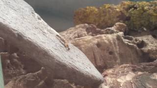 Mako's Lasius niger colony 1 . Film 77. May 2017.