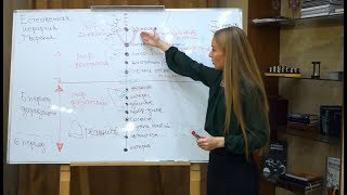 Естественная иерархия творения | Natural hierarchy of creation | Прямой эфир 09.01.2018