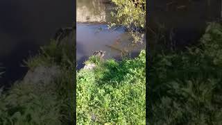 Дар шахри. Канибадам