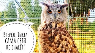 Спасаем тыкву совы. Кошка Морошка показывает покупки с али. Сорока Сай начала погром с главного