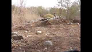 Мангусты на охоте за палаточным провиантом. Mongoose hunting for camping provisions