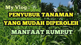 RUMPUT. PUPUK TERMUDAH DIDAPAT, DIPAKAI, TERBAIK MENURUT SAYA, & TANAMAN MENJADI SUBUR