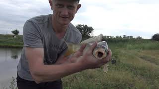 Рыбалка ! Зеркальный карп , сазан на микро пруду !!