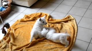 Westie Welpen - Oskar und Lilli spielen