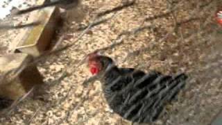 Sick Chickens- please watch