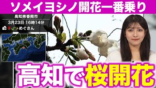 【今年初】高知で桜が開花／今年全国で1番目のソメイヨシノ開花発表