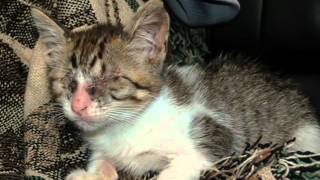 Tito La historia de un gatito ciego