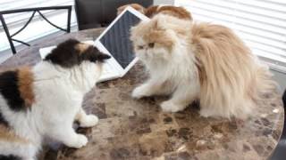 Kitty Needs Anger Management