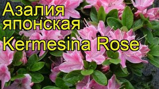 Азалия японская Кермесина Роуз. Краткий обзор rhododendron obtusum 'kermesina rose' Kermesina Rose