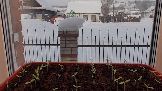 Чтобы рассада томатов не вытягивалась - лоток на холод! 