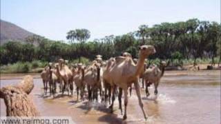 Eritrea- Tigre Song, Saied Abdala- ''Selem Wo Jelb Mereit''