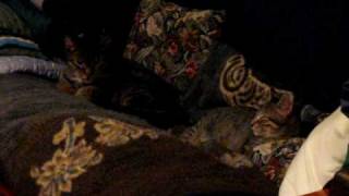 Cats Cozy on the Couch #2
