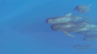 Whales and dolphins sounds underwater at yacht cruise - by Captain's Bridge