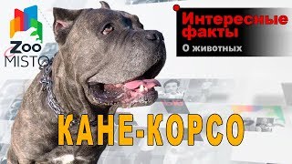 Кане-корсо - Интересные факты о породе