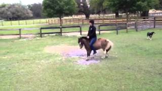 Pony abuse with Jenny.
