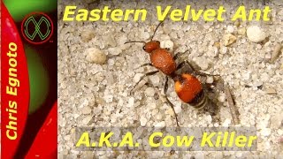 Eastern Velvet Ant - This wingless wasp squeaks!