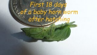 First 18 days of a baby horn worm after hatching