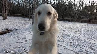 HOW TO DOG PROOF YOUR TRUCK FOR UNDER $50