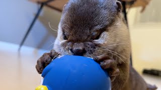 カワウソにカワウソと同じ鳴き声だすものをプレゼントしてみた I gave an otter something that makes the same sound as an otter.