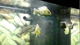 Tutorial Tuesday: Nimbochromis Venustus