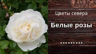 Белые розы в саду и на даче