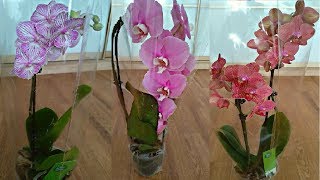 ОРХИДЕИ 2019 # КРУПНЫЕ ЦВЕТЫ # РЕДКИЕ СОРТА ФАЛЕНОПСИС