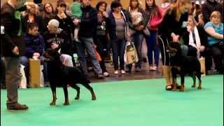Crufts 2013 - Rottweiler Best Of Breed