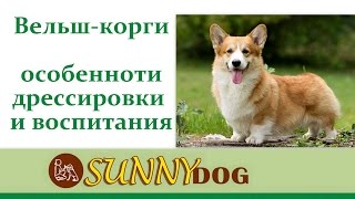 Вельшкорги особенности дрессировки и Характера