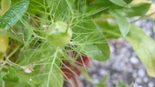 Design of Beautiful Flowers - Design schöner Blumen