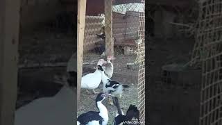 Duck Mating