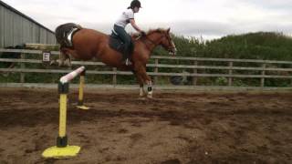 Clever Boyze horse!