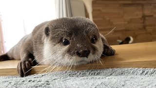 カワウソが家にいると１日がこんな感じで終わってしまう When an otter is at home, the day ends like this