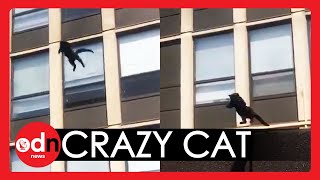 Incredible Moment Chicago Cat JUMPS From Window of Blazing Five-Storey Building