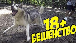 Бешенство у собаки | Бешеный хаски сошёл с ума | Собака охотник
