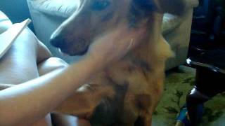 Bandit Our Dog Eating Moms Foot!