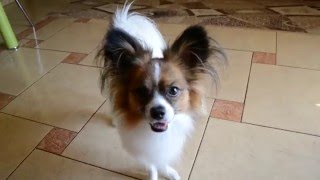 Моя собачка Феня:)))Приколы с собаками. Папильон Феня. Собака бабочка. Команда Тапки