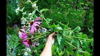 Harvesting and Drying Echinacea and Marshmallow