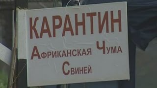 За разведение свиней в карантинной зоне - уголовная ответственность!