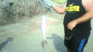 el chaure 1