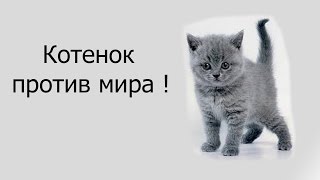 Котенок против мира !