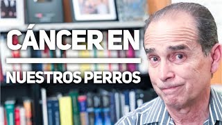Episodio #1416 Cáncer en nuestros perros