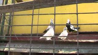 Бойные голуби Добровольского Леонида-Baku pigeons 2009_4