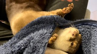 カワウソさくら 寝にくいのに意地でも服の中で即寝するカワウソotter that absolutely sleeps in the owner's clothes