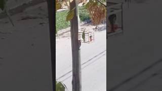 Pinton uruguallo ni el frio lo para